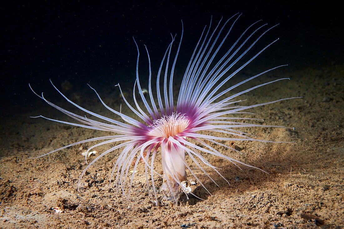 Sea anemone (Cerianthus lloydii)