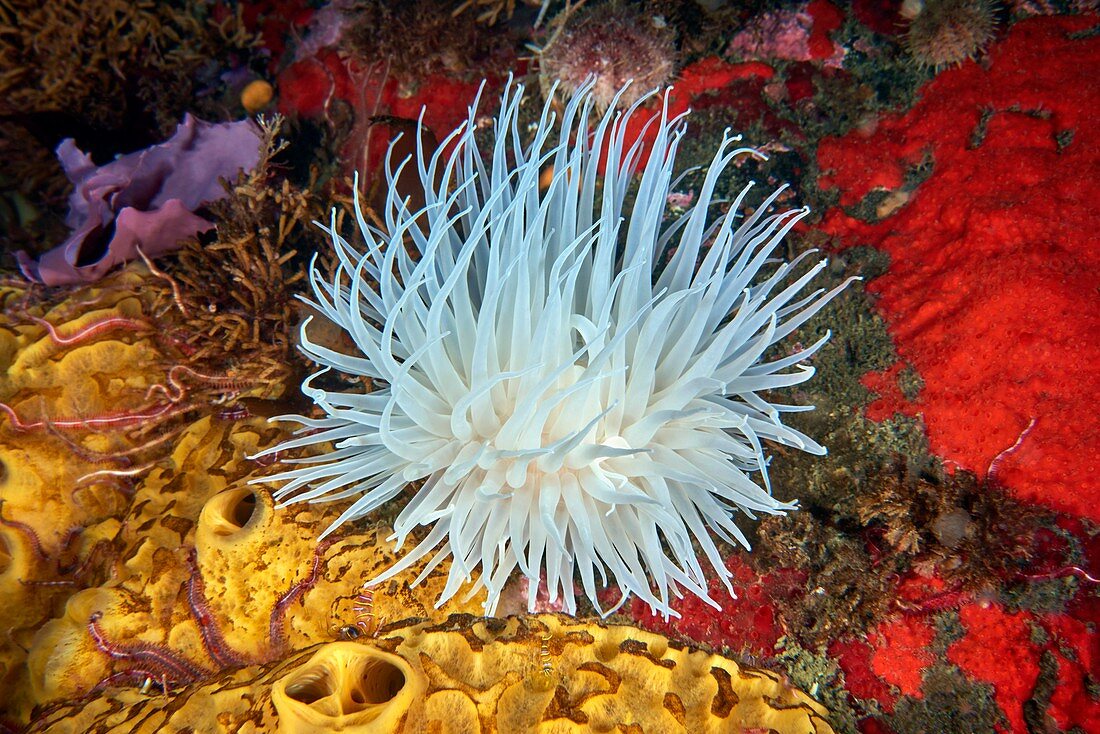 Sea anemone