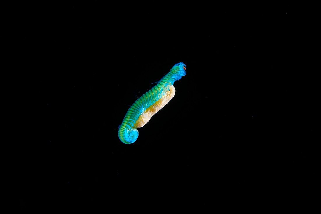 Planktonic polychaete worm