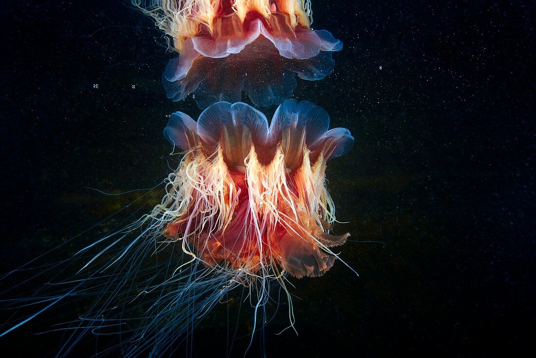 Lion's mane jellyfish