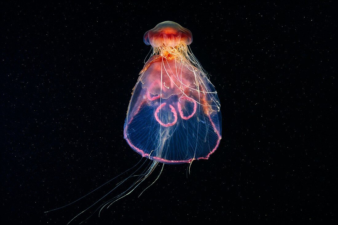 Lion's mane jellyfish feeding on a moon jellyfish