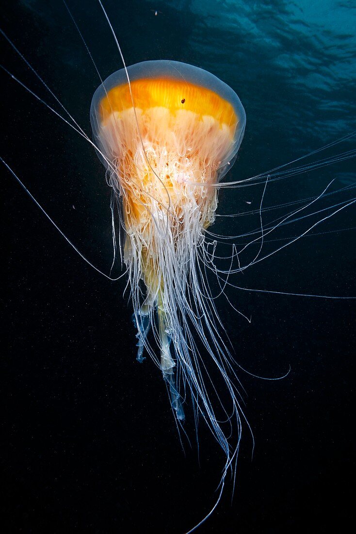 Egg-yolk jellyfish