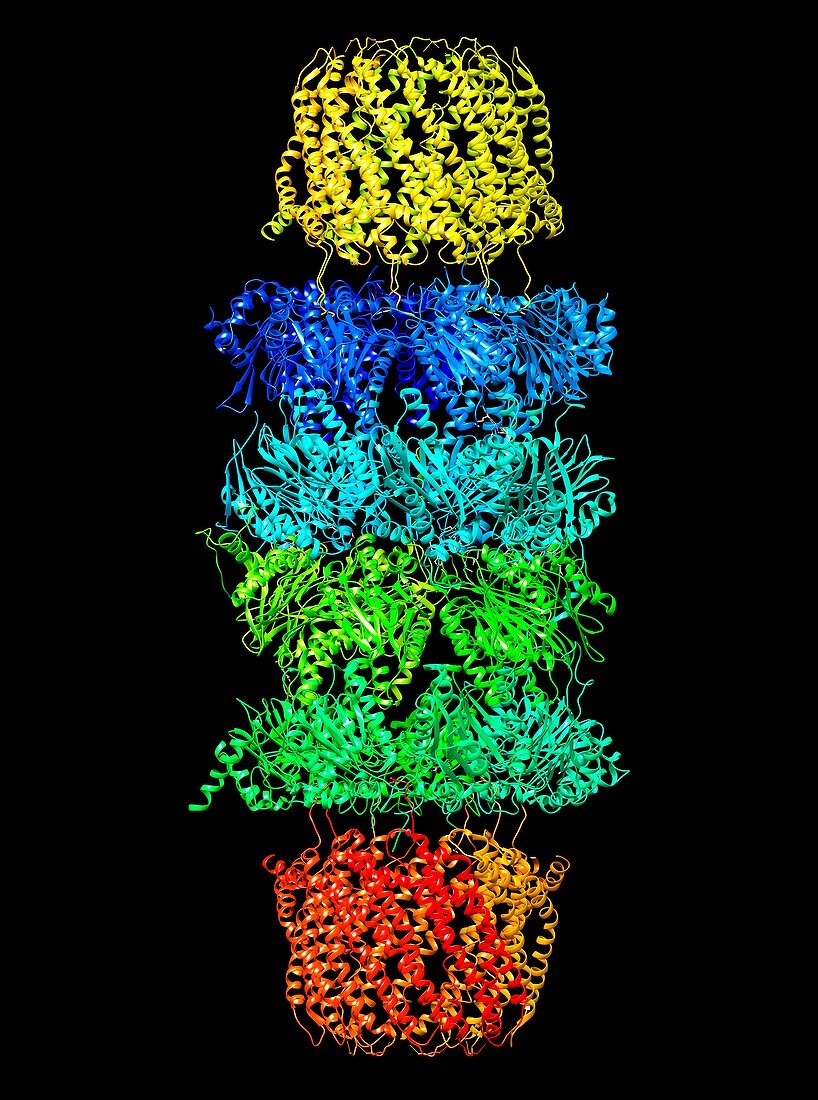 Proteasome, molecular model