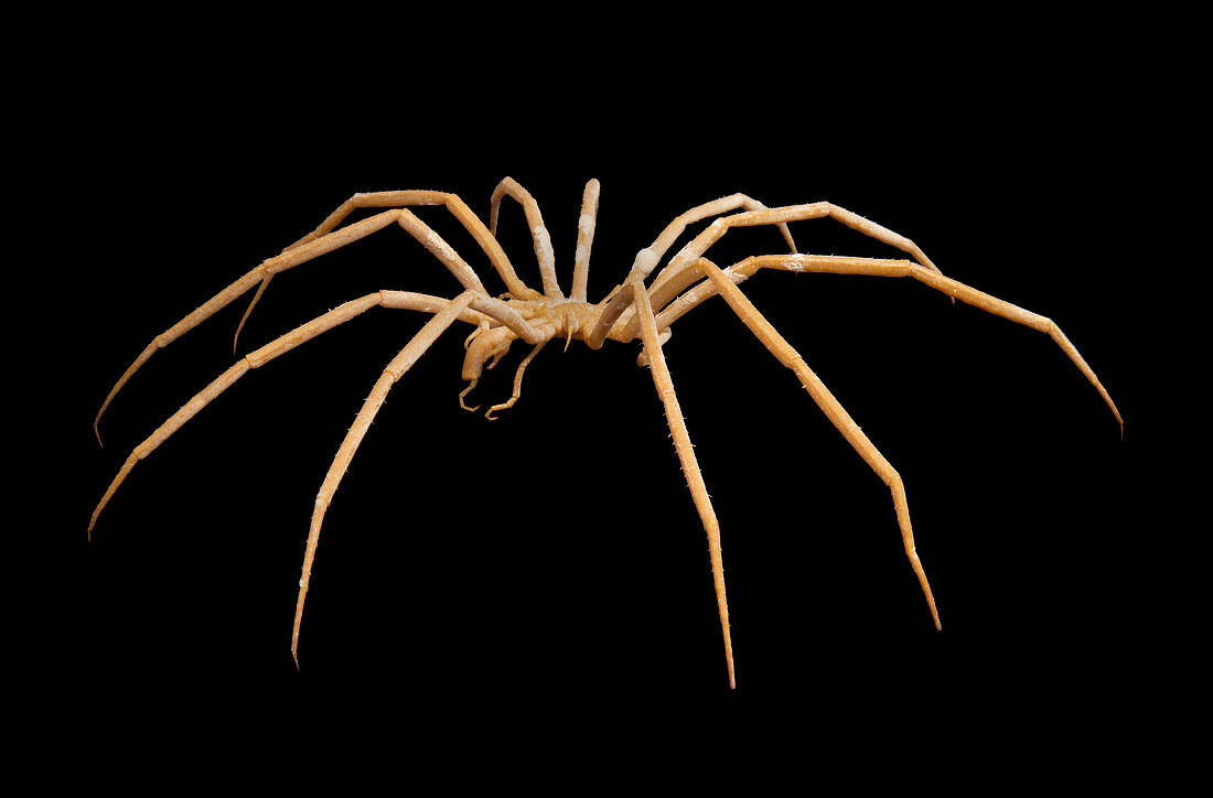 Giant Antarctic sea spider