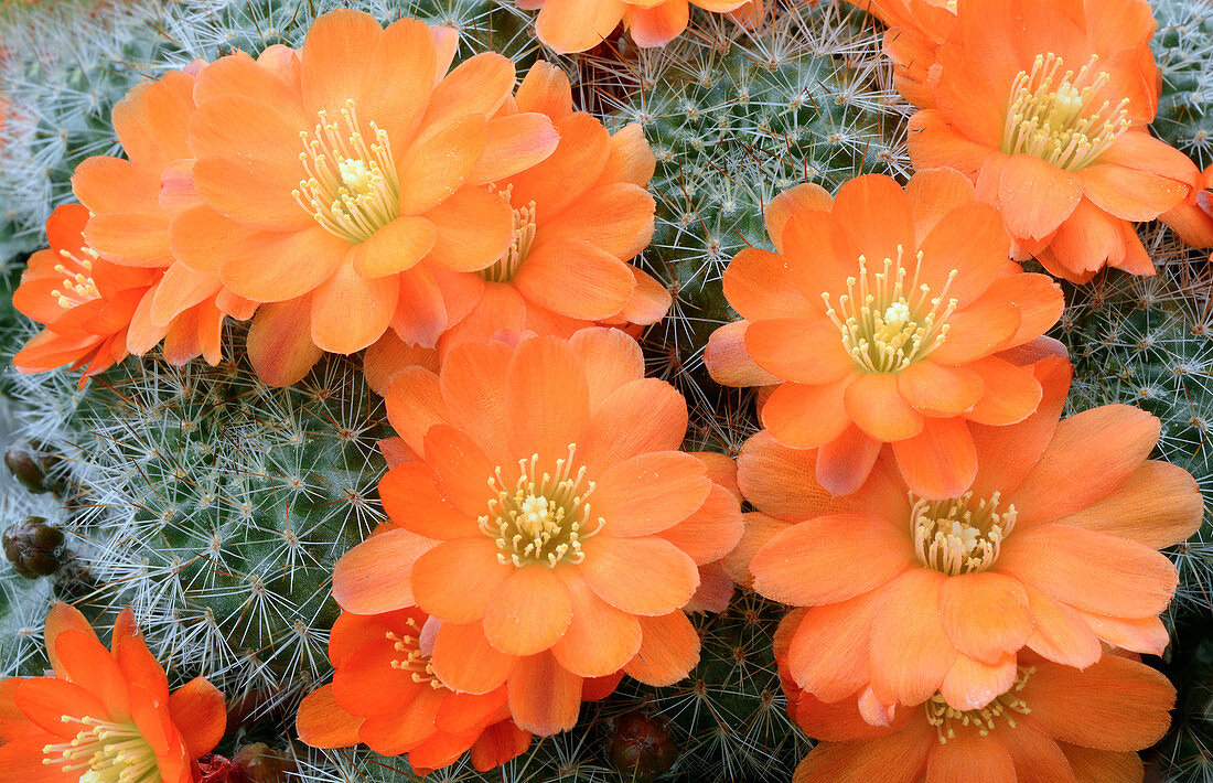 Cactus Rebutia tamboensis