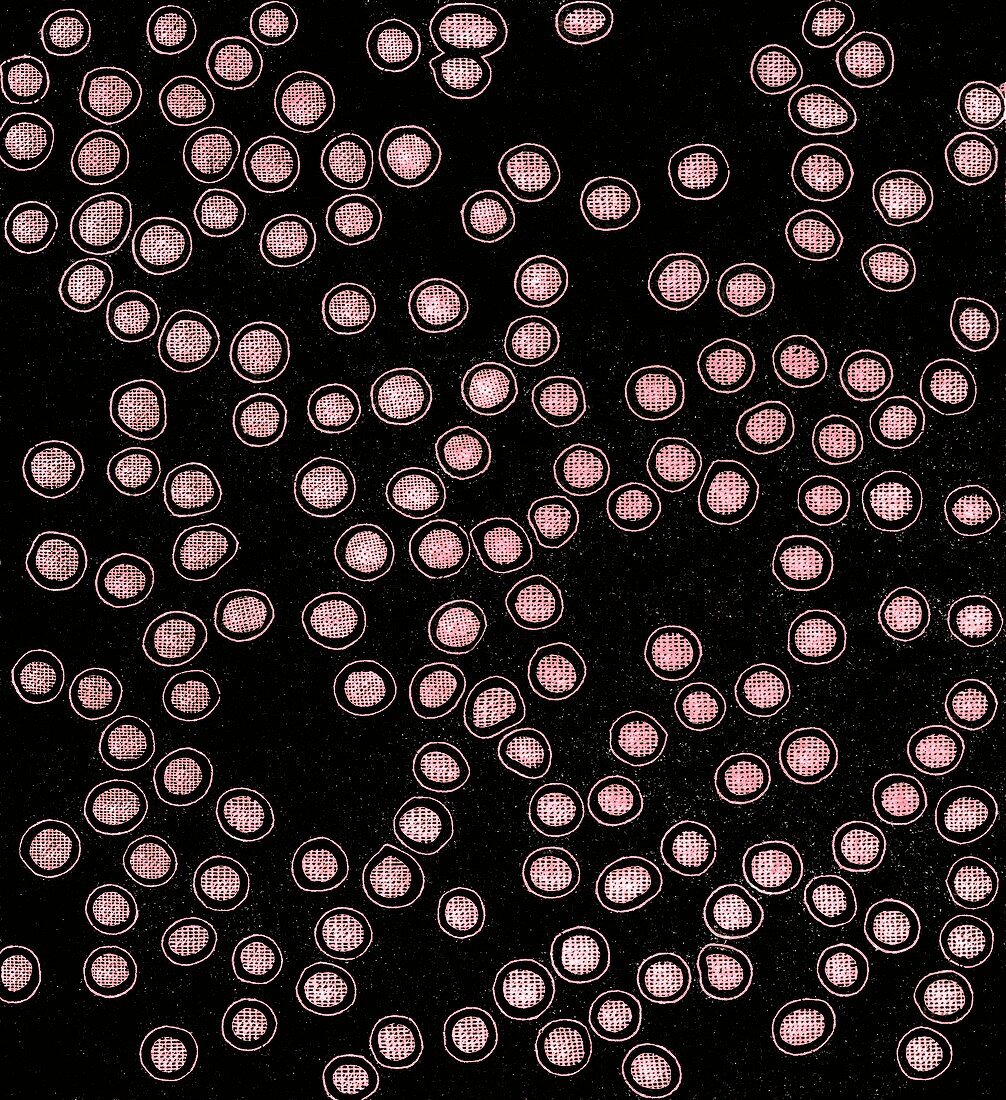 Photomicrograph of red blood cells