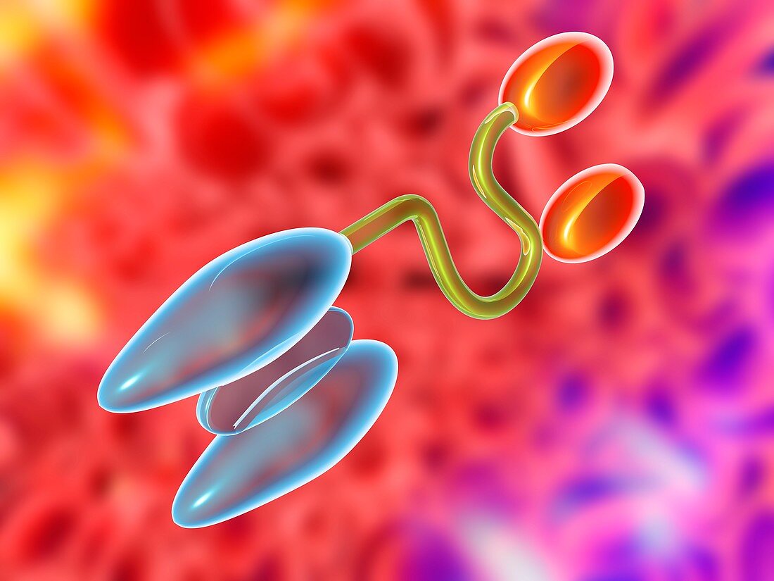 Blinatumomab antibody molecule,artwork