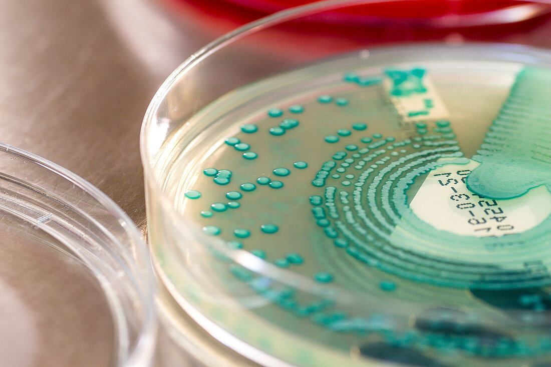 MRSA bacteria culture