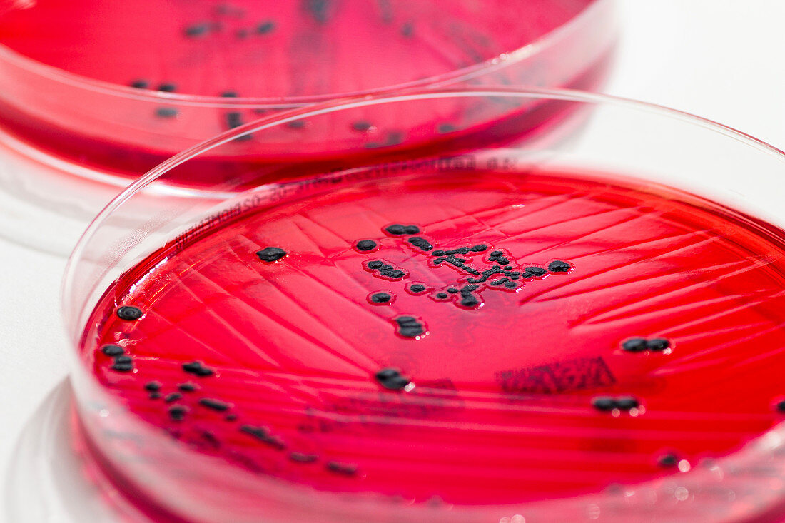 Salmonella enterica culture on XLD-Agar