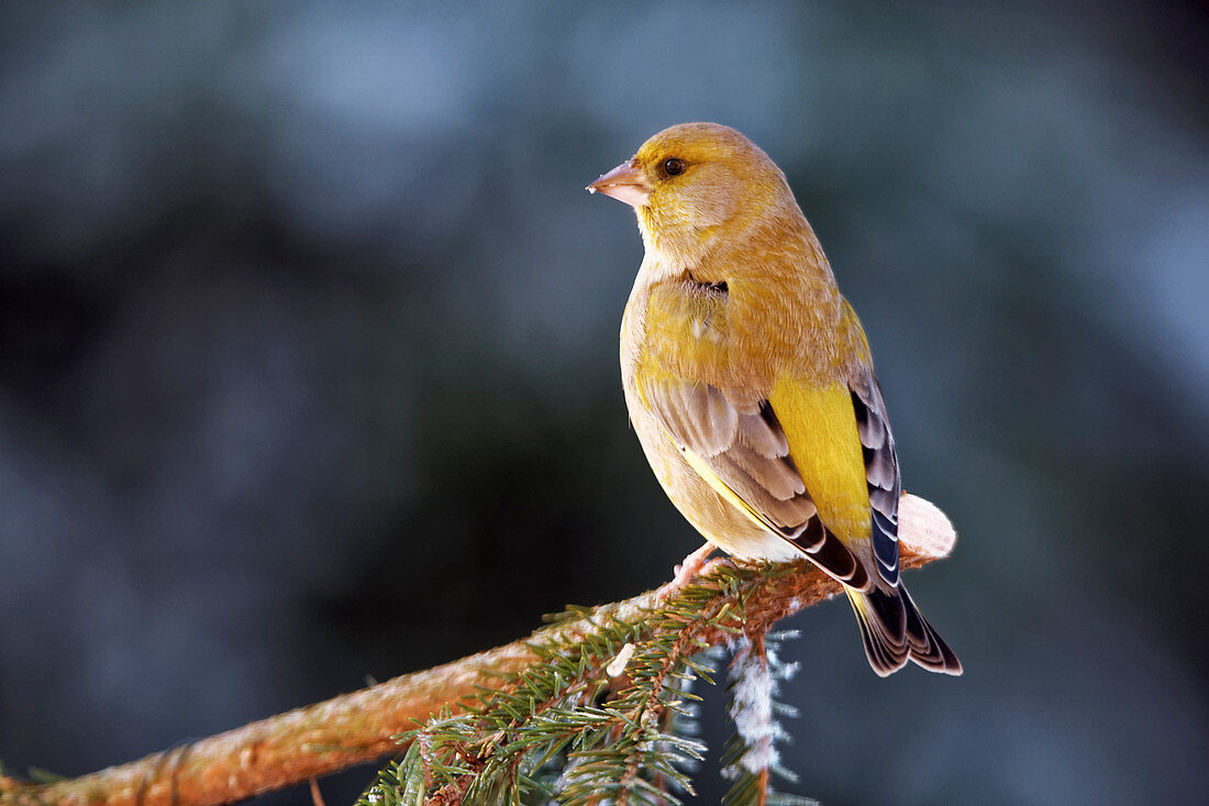 Greenfinch