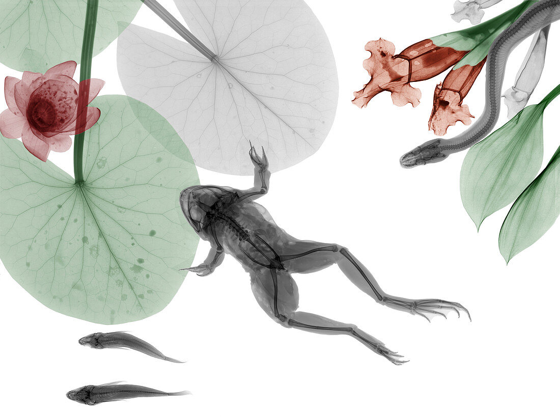 Frog and water lillies,X-ray