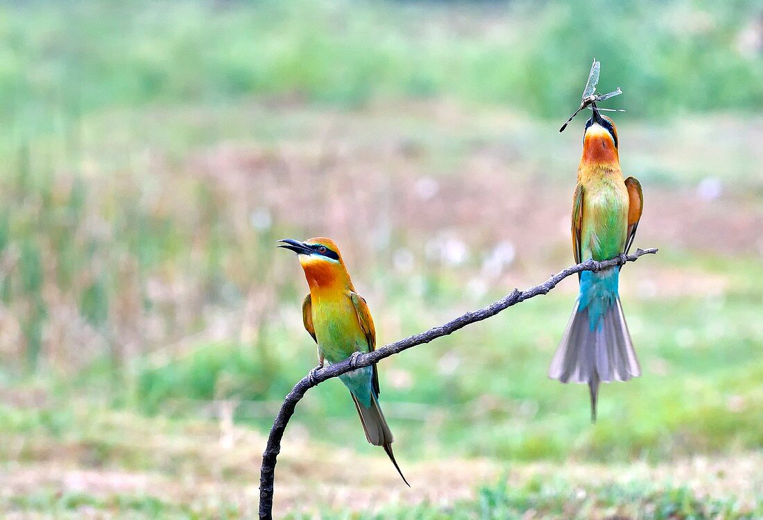 Blue-tailed bee-eater courtship gift