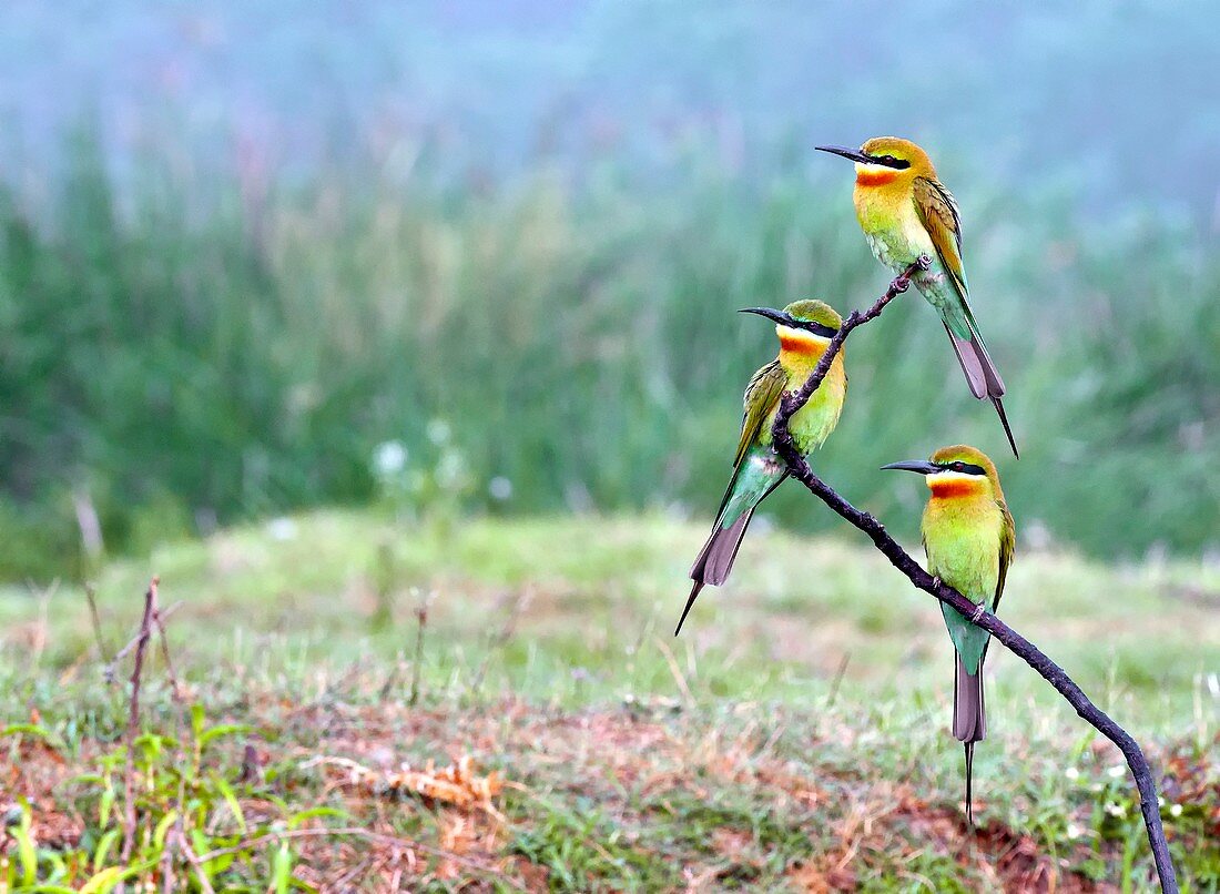 Blue-tailed bee-eaters perching