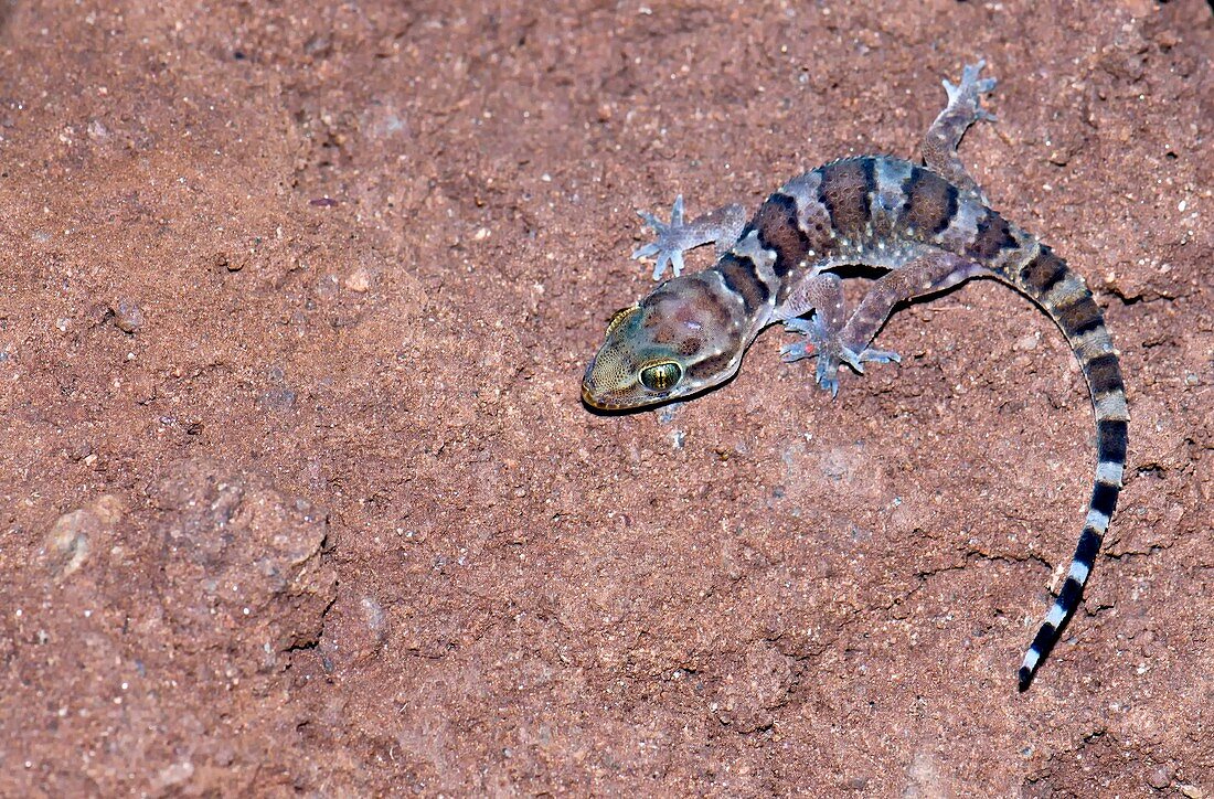 Termite hill gecko