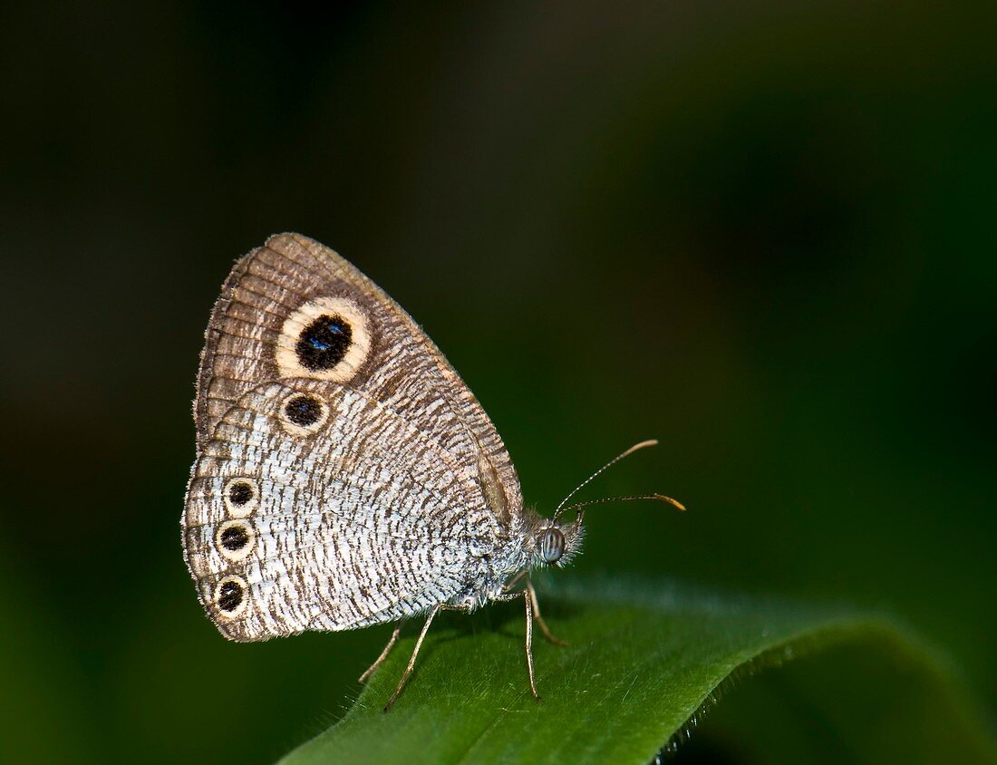 Common four-ring butterfly