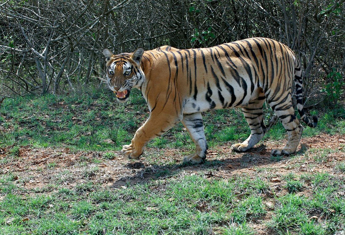 Bengal tigress