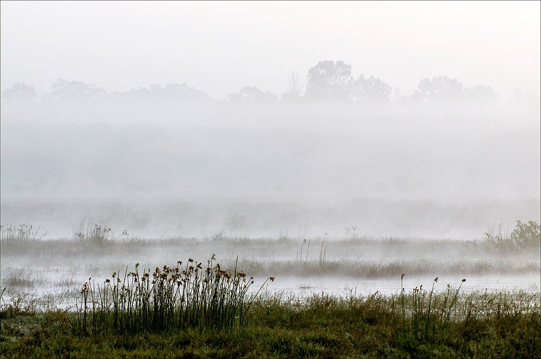 Wetlands in mist,India