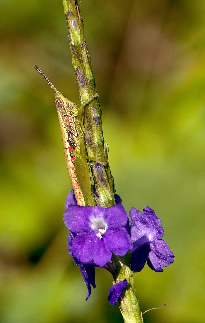 Wingless grasshopper