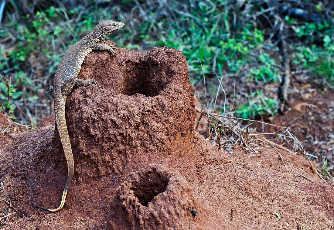 Bengal monitor on a termite mound