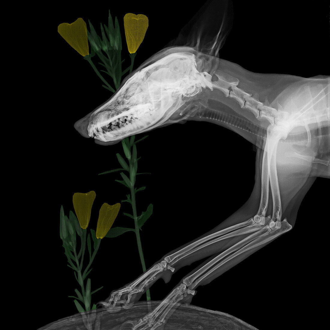 Fox and flowers,X-ray