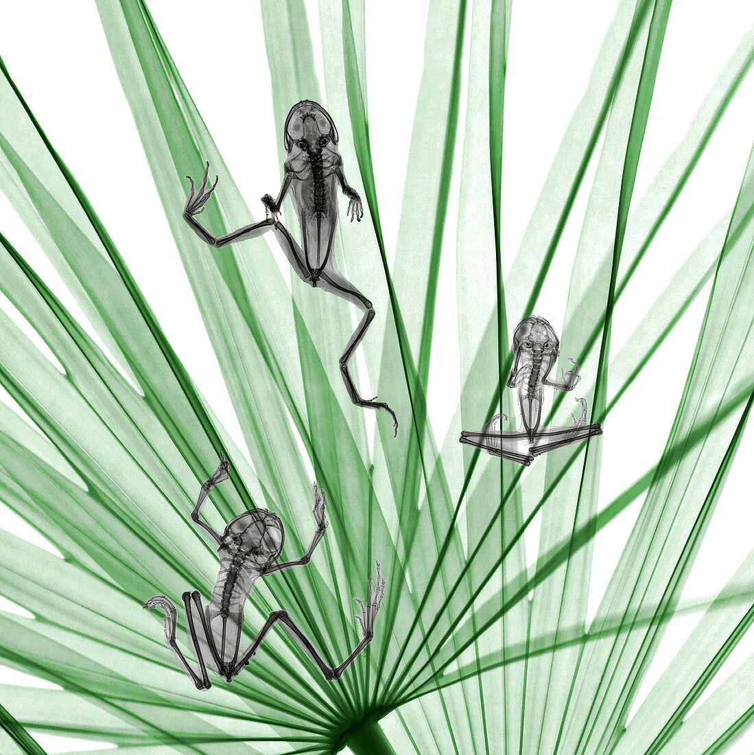 Frogs on palm leaves,X-ray