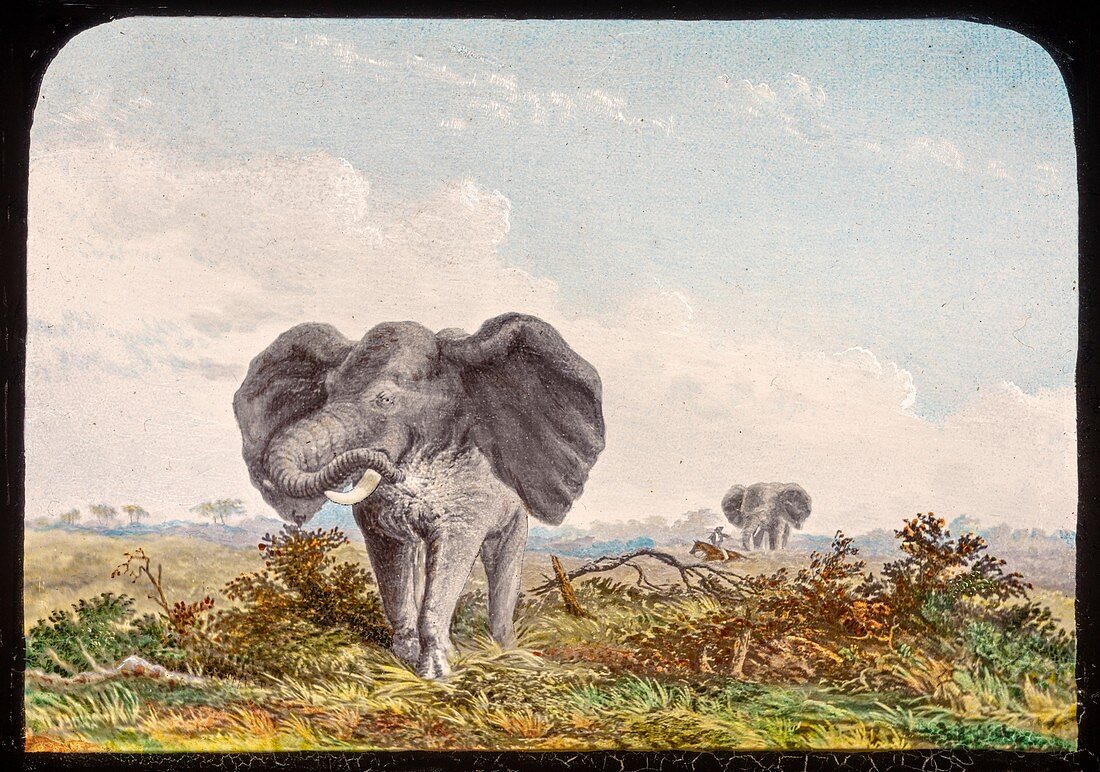 African elephant,19th century