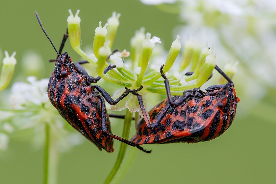 Shieldbug - Graphosoma lineatum