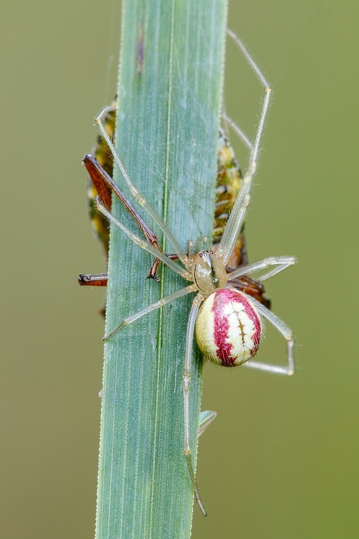 Comb footed Spider