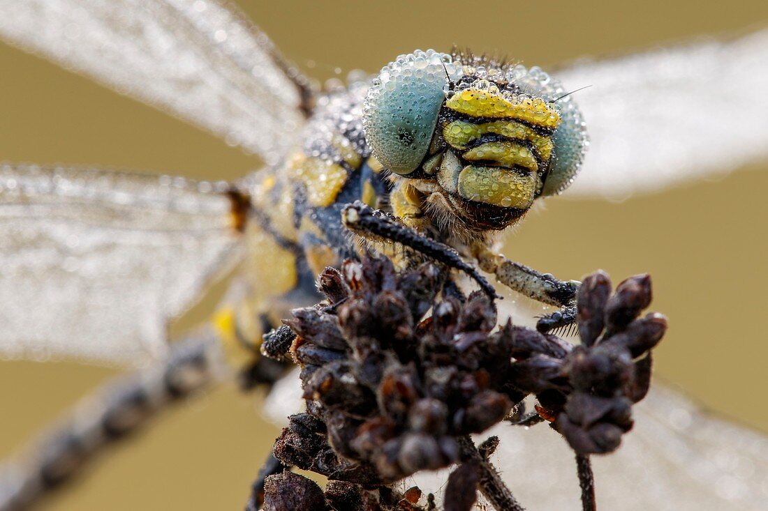 Small Pincertail