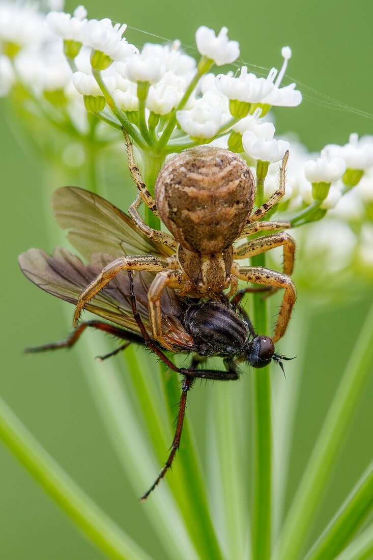 Crab Spider