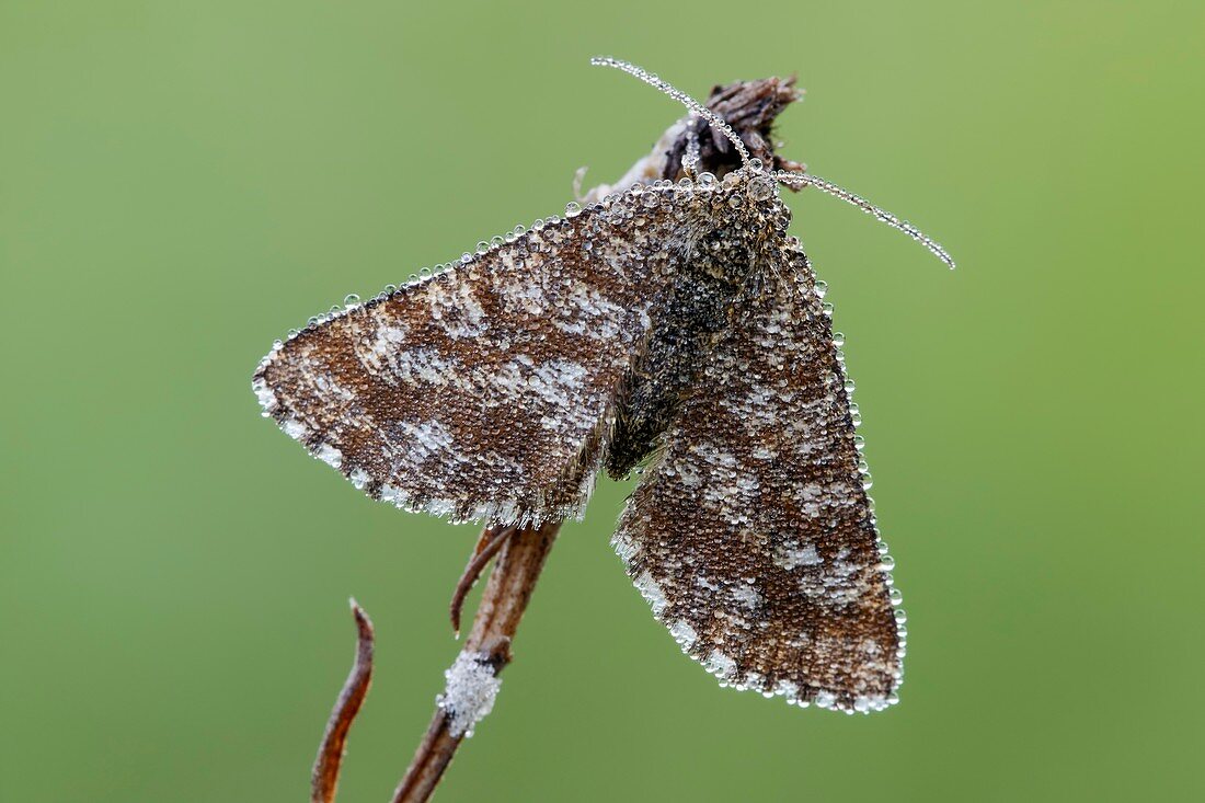Common Heath Moth