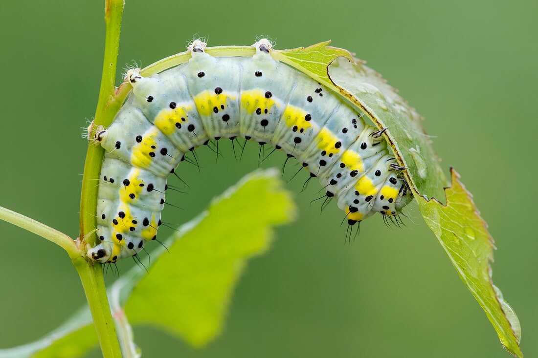 Figure of Eight caterpillar