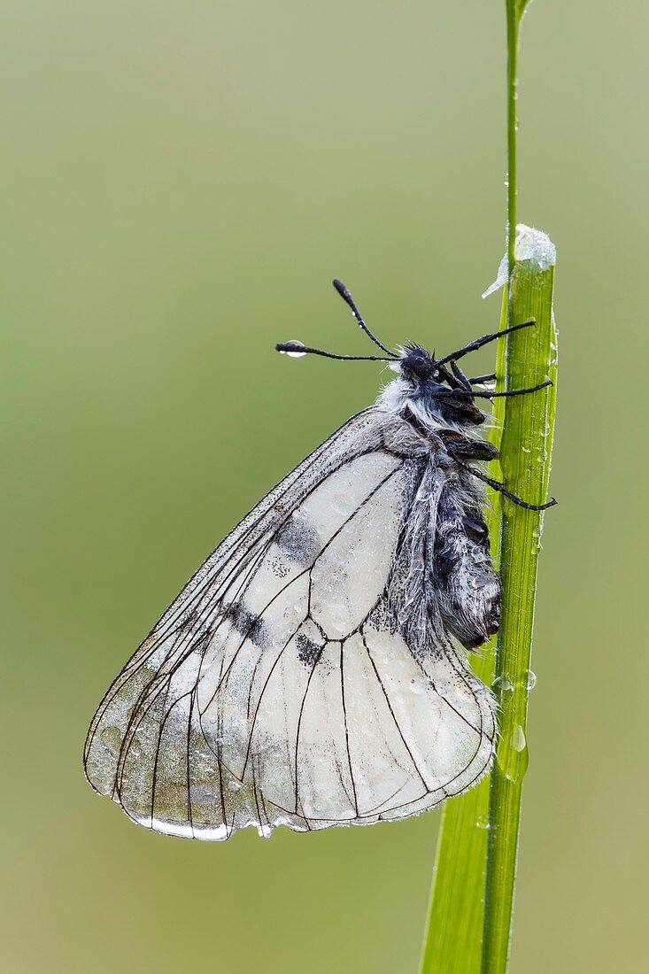 Clouded Apollo Butterfly