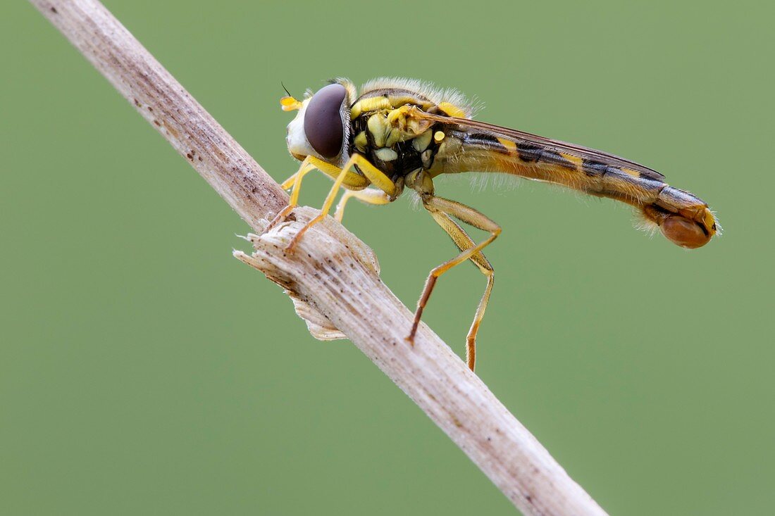 Hoverfly