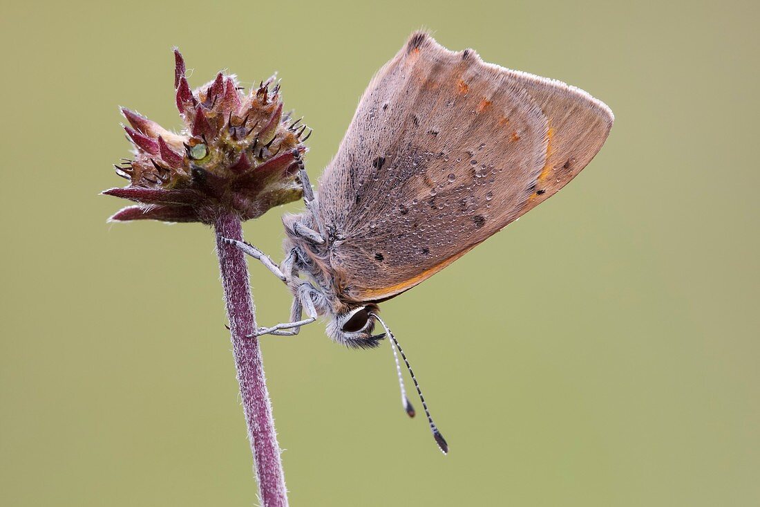 Small Copper Butterfly