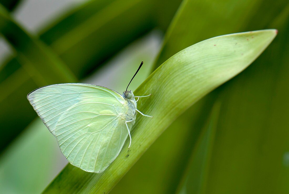Common emigrant butterfly,male