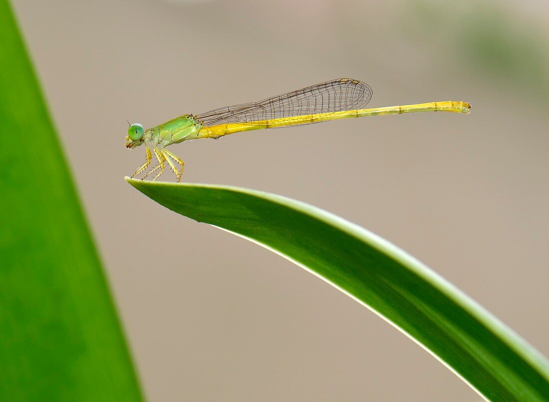 Coromandel marsh dart damselfly