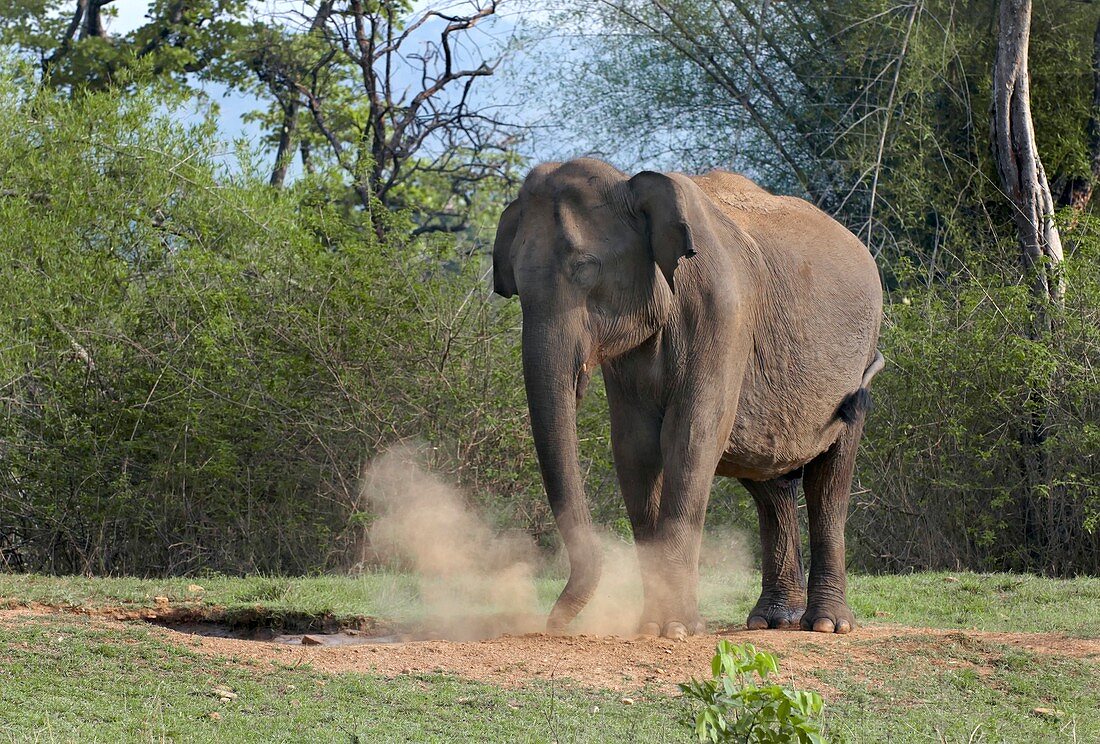 Asian elephant dust bathing
