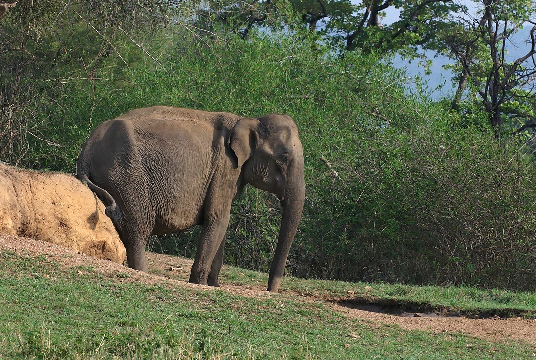 Asian elephant scratching itself