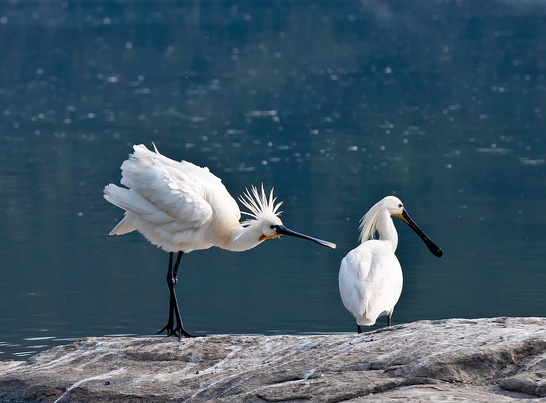 Eurasian spoonbill courtship display