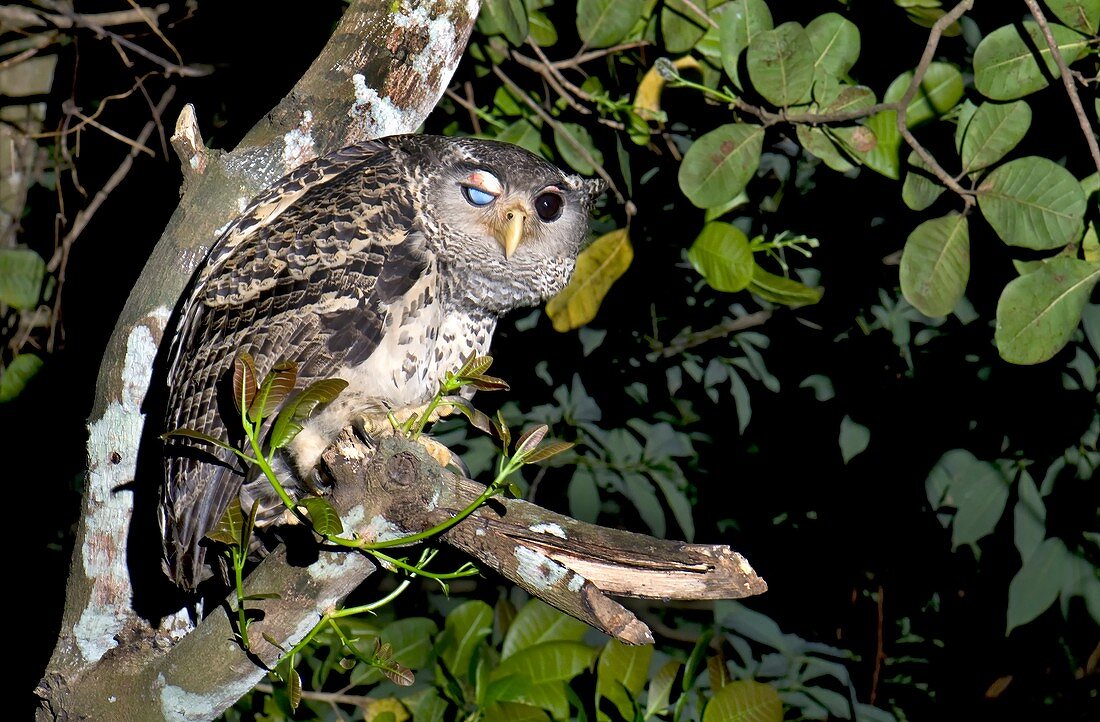 Forest eagle-owl