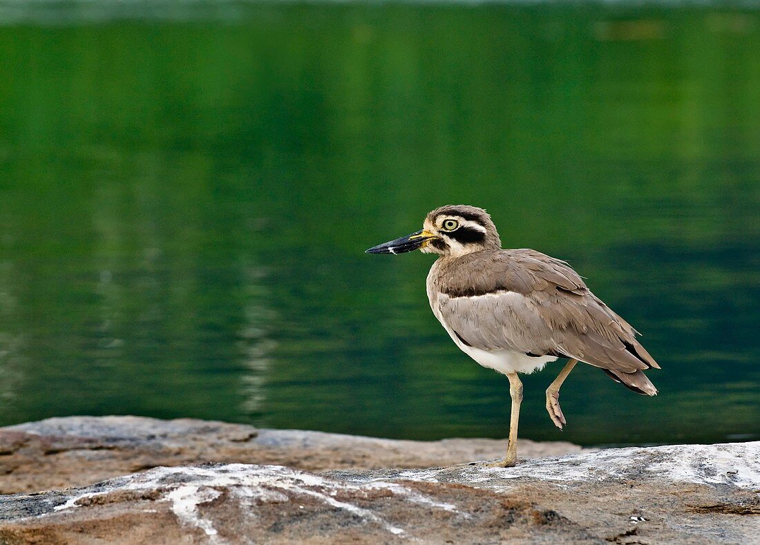 Great stone-curlew by water