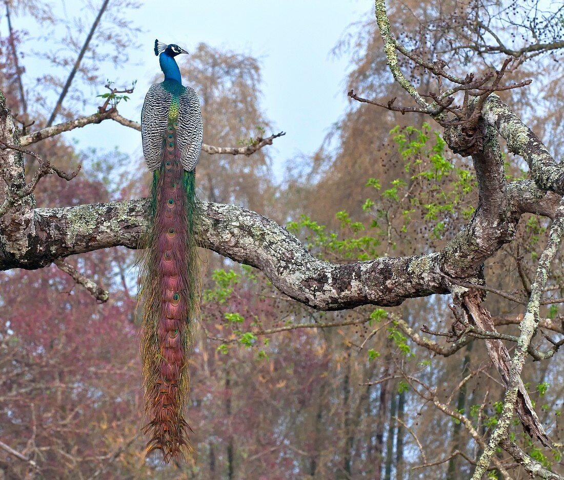 Indian peacock