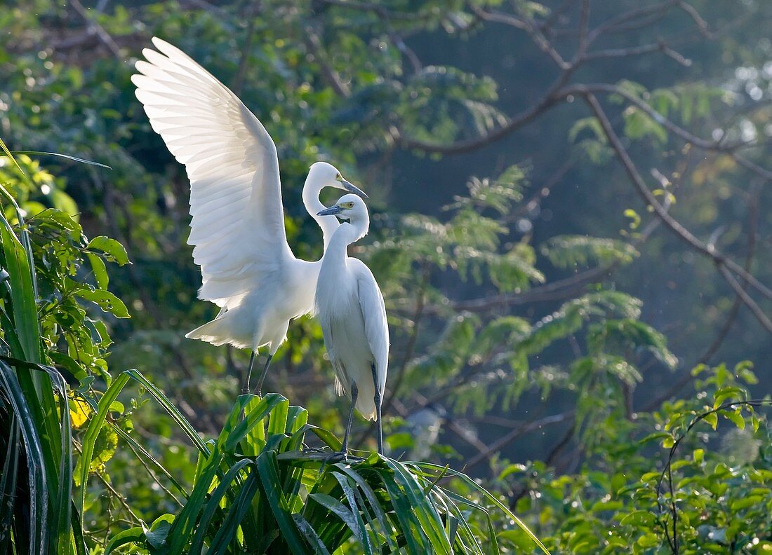Intermediate egret pair