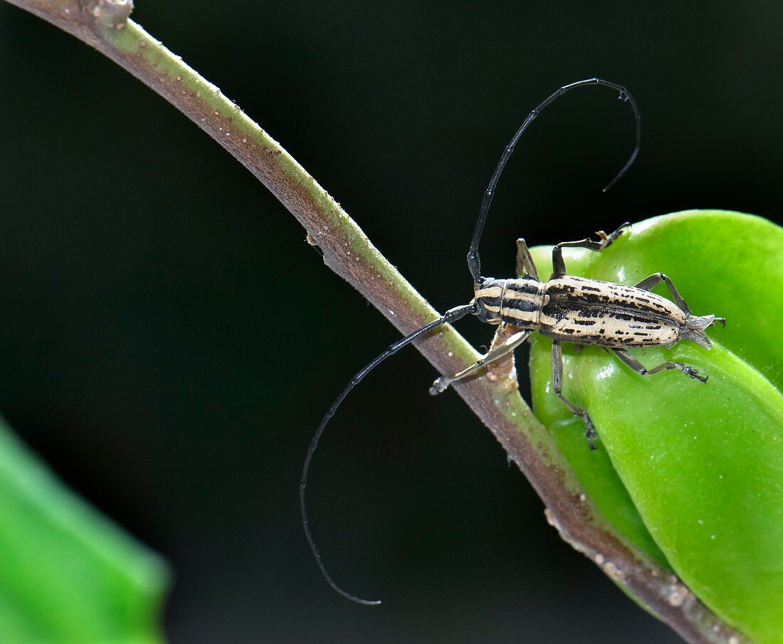 Longhorn beetle