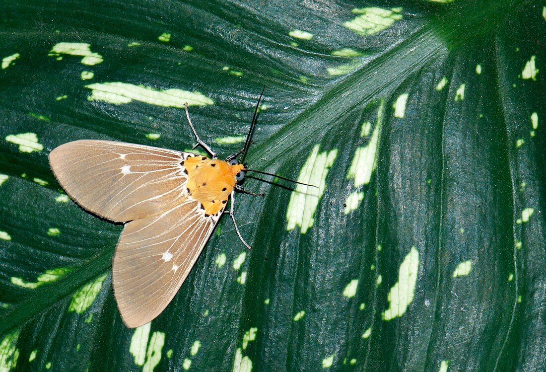 Moth (Hypsa alciphron)