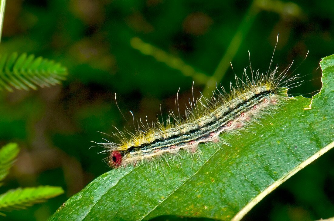 Moth caterpillar on a leaf