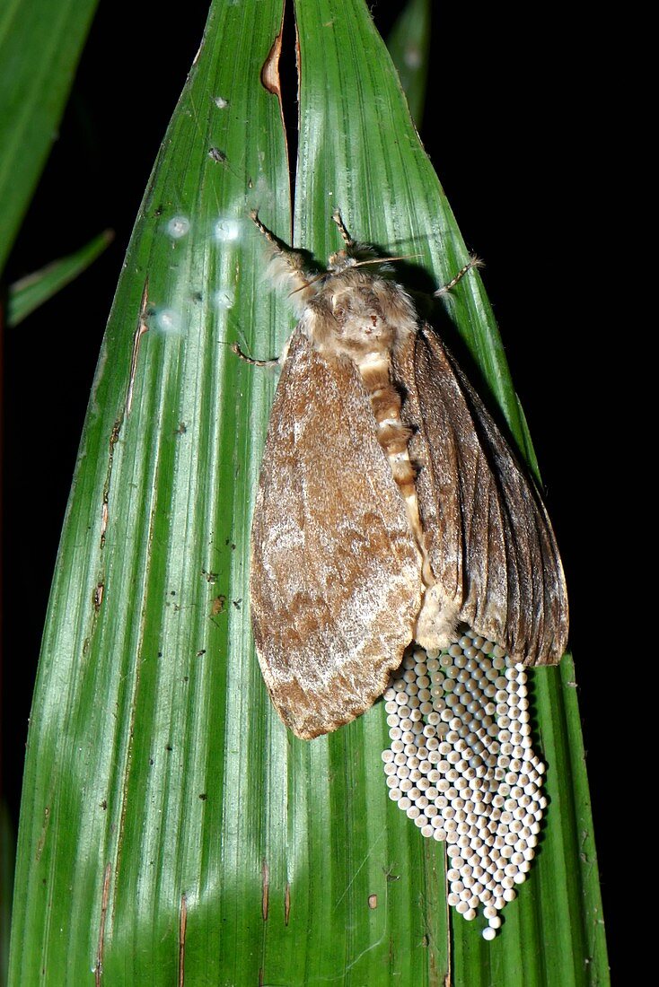 Moth laying eggs