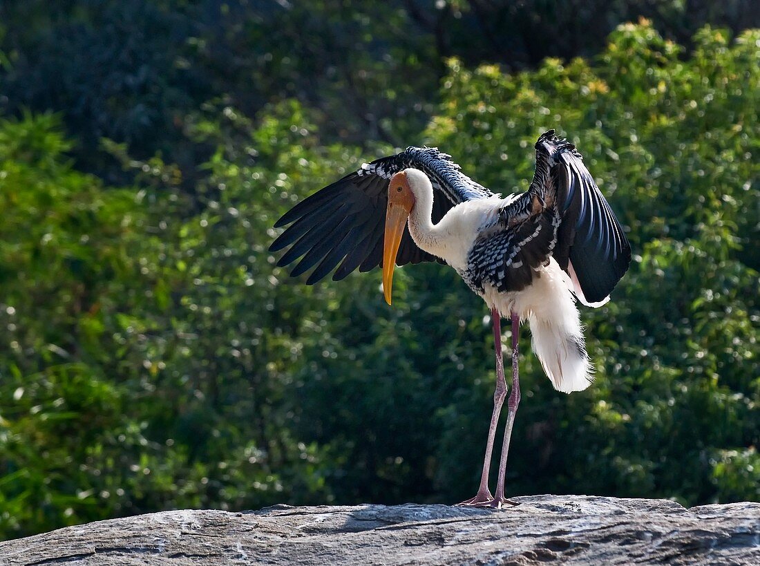 Painted stork drying its wings