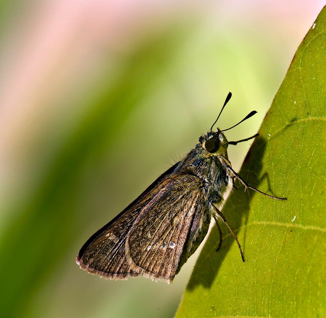 Rice swift butterfly